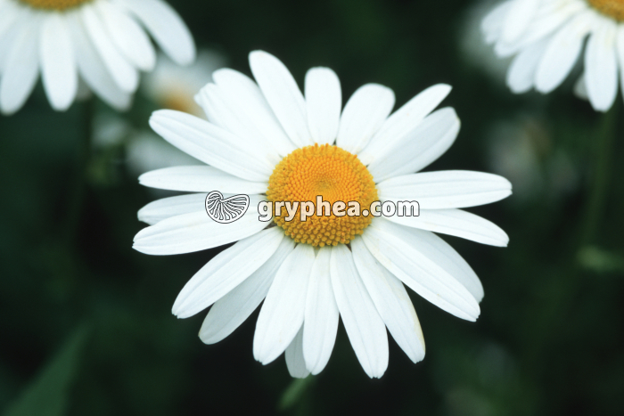 Marguerite (Leucanthemum vulgare)  - fleur épanouie - gryphea.com